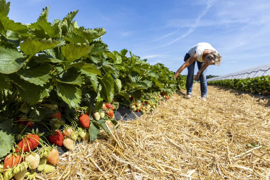 Image Erdbeeren_Feld_Ernte_VSSE_J_Roesner (183).JPG