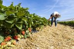 Erdbeeren Feld Ernte VSSE J Roesner (183) thumb