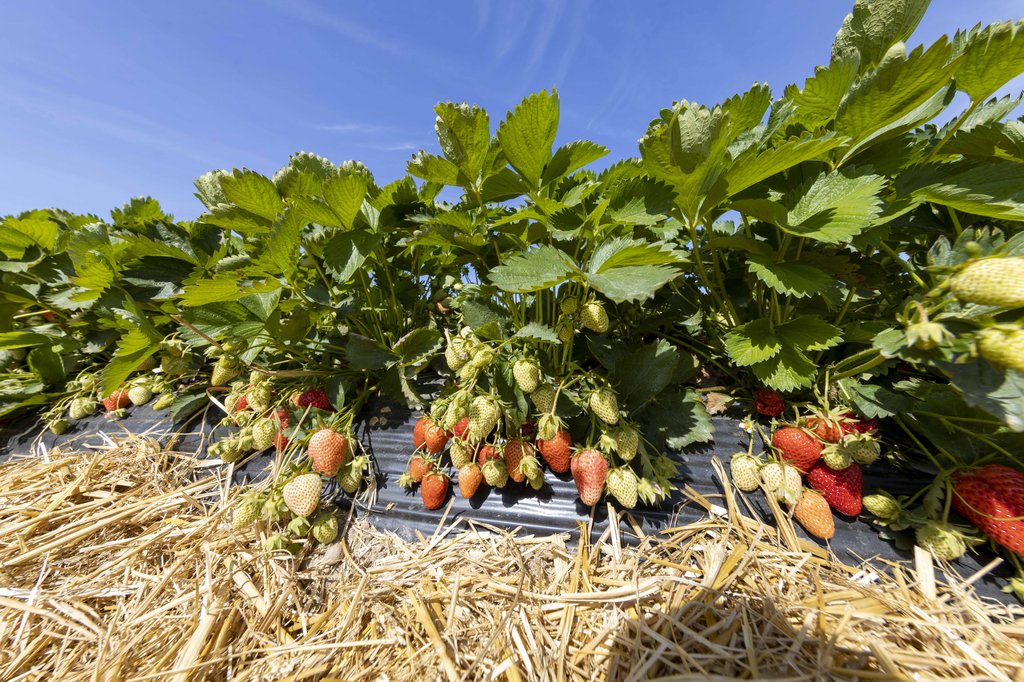 Image Erdbeeren_Feld_Ernte_VSSE_J_Roesner (186).JPG