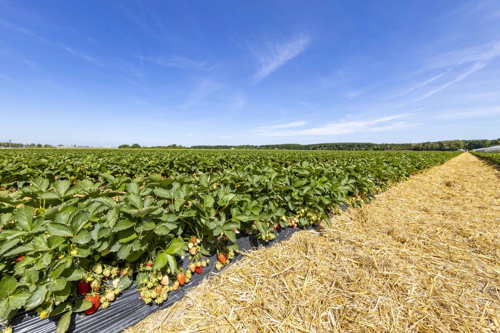 Image Erdbeeren_Feld_Ernte_VSSE_J_Roesner (192).JPG