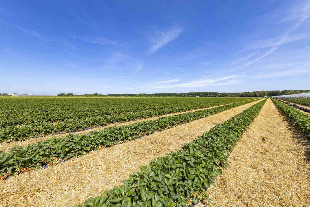 Image Erdbeeren_Feld_Ernte_VSSE_J_Roesner (193).JPG