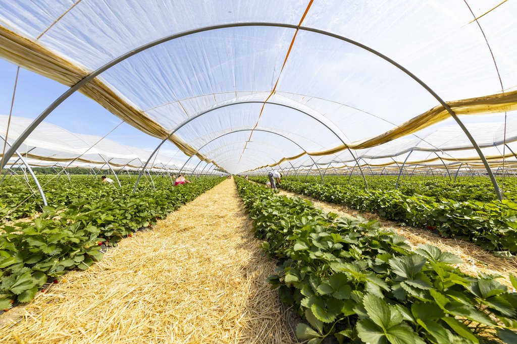 Image Erdbeeren_Feld_Ernte_VSSE_J_Roesner (194).JPG