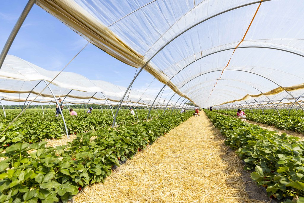 Image Erdbeeren_Feld_Ernte_VSSE_J_Roesner (195).JPG
