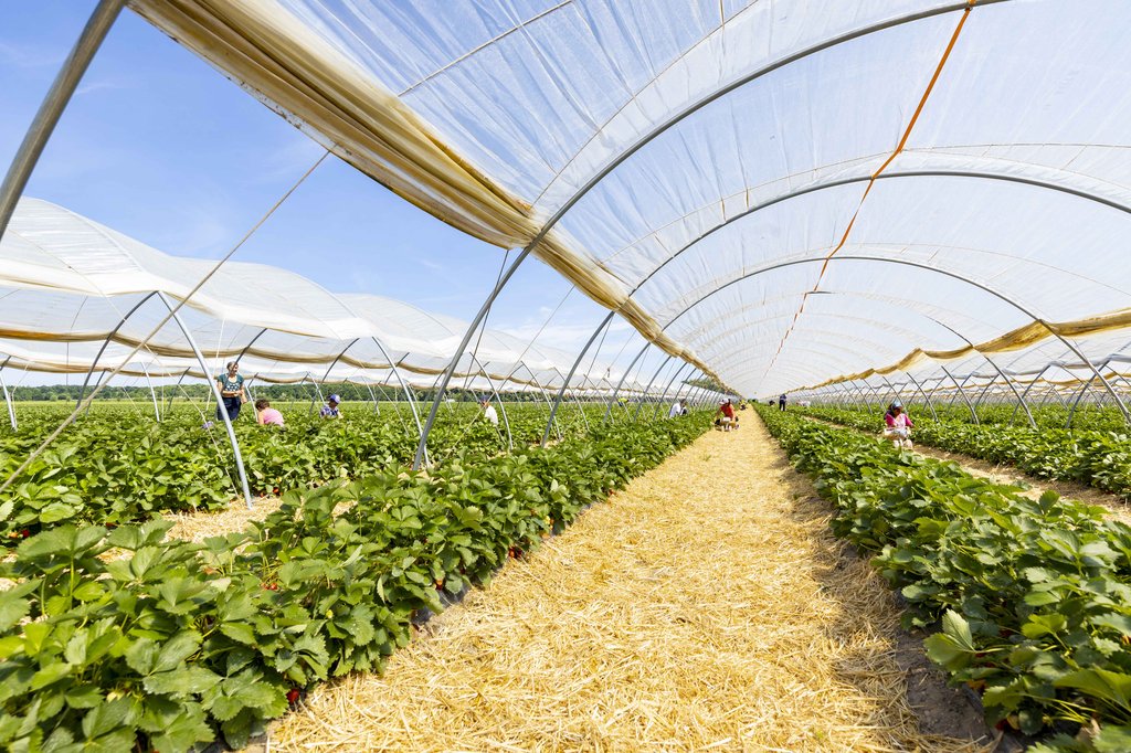 Image Erdbeeren_Feld_Ernte_VSSE_J_Roesner (196).JPG