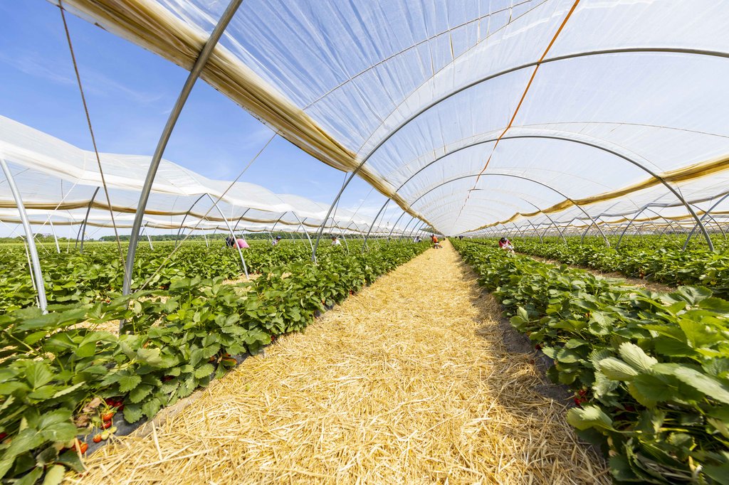 Image Erdbeeren_Feld_Ernte_VSSE_J_Roesner (197).JPG