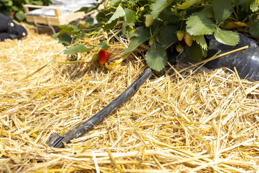 Image Erdbeeren_Feld_Ernte_VSSE_J_Roesner (199).JPG