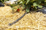 Erdbeeren Feld Ernte VSSE J Roesner (199) thumb
