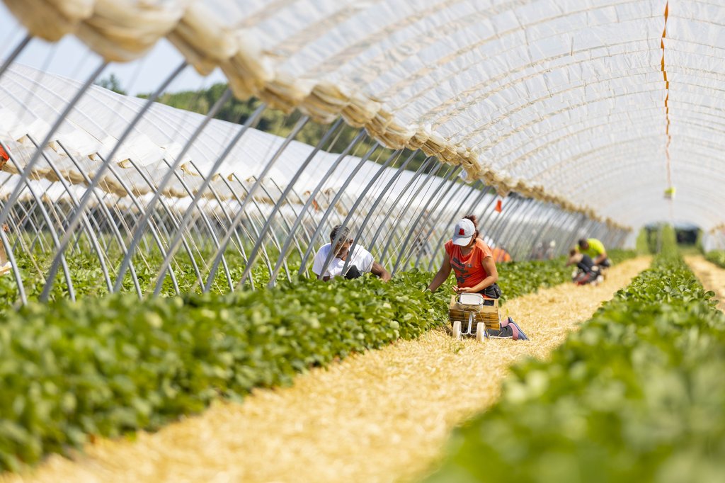 Image Erdbeeren_Feld_Ernte_VSSE_J_Roesner (205).JPG