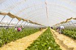 Erdbeeren Feld Ernte VSSE J Roesner (207) thumb