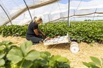 Erdbeeren Feld Ernte VSSE J Roesner (212) thumb