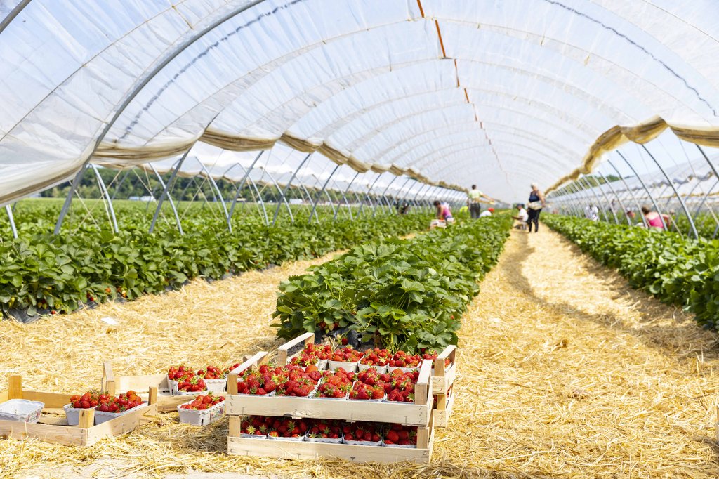 Image Erdbeeren_Feld_Ernte_VSSE_J_Roesner (214).JPG