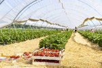 Erdbeeren Feld Ernte VSSE J Roesner (214) thumb
