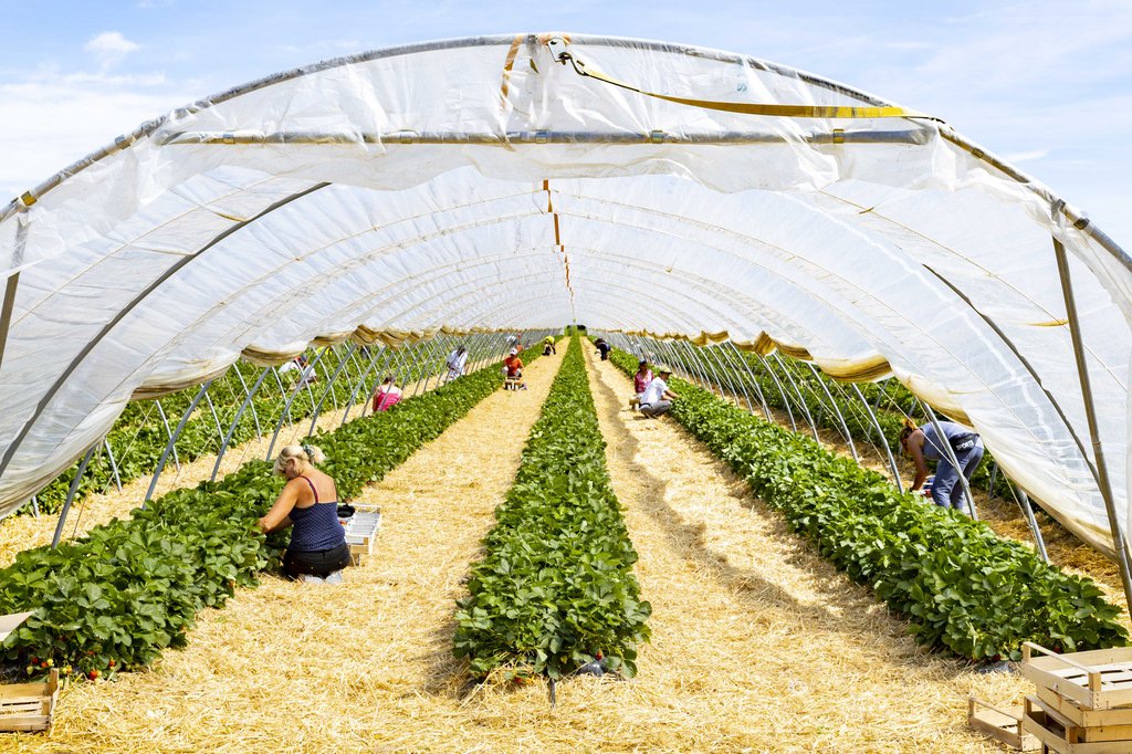 Image Erdbeeren_Feld_Ernte_VSSE_J_Roesner (216).JPG