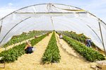 Erdbeeren Feld Ernte VSSE J Roesner (216) thumb