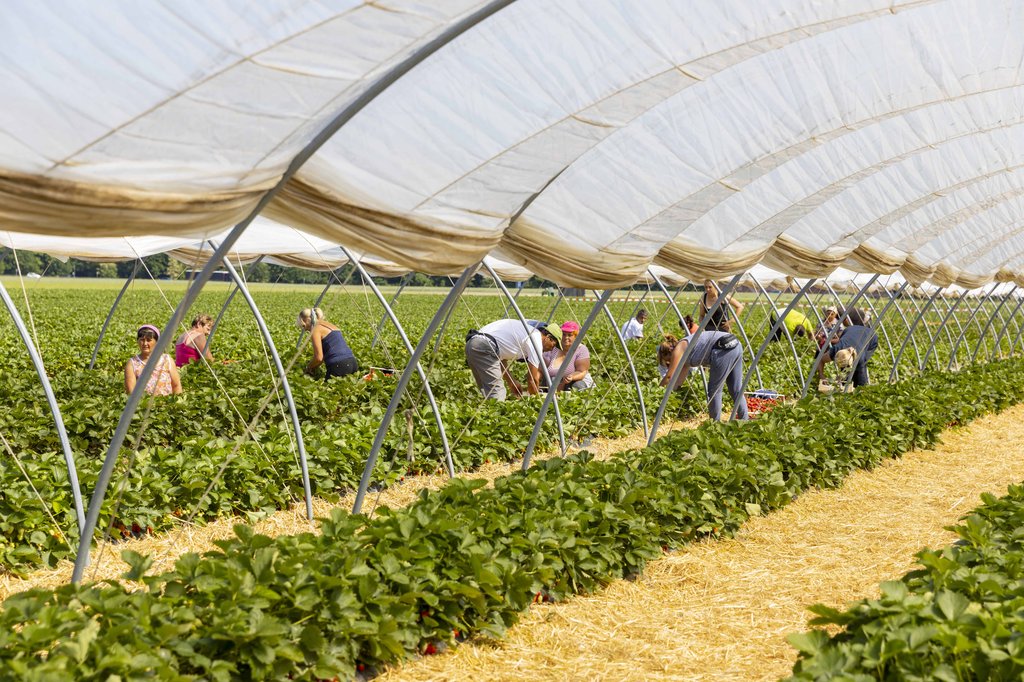 Image Erdbeeren_Feld_Ernte_VSSE_J_Roesner (92).JPG