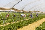 Erdbeeren Feld Ernte VSSE J Roesner (92) thumb