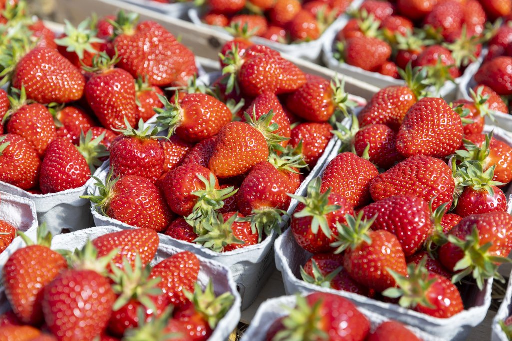 Image Erdbeeren_Feld_Ernte_VSSE_J_Roesner (93).JPG