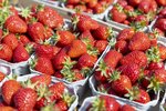 Erdbeeren Feld Ernte VSSE J Roesner (93) thumb