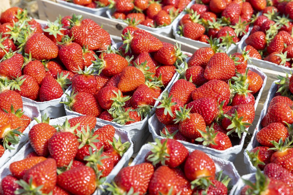 Image Erdbeeren_Feld_Ernte_VSSE_J_Roesner (94).JPG