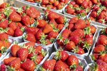 Erdbeeren Feld Ernte VSSE J Roesner (94) thumb