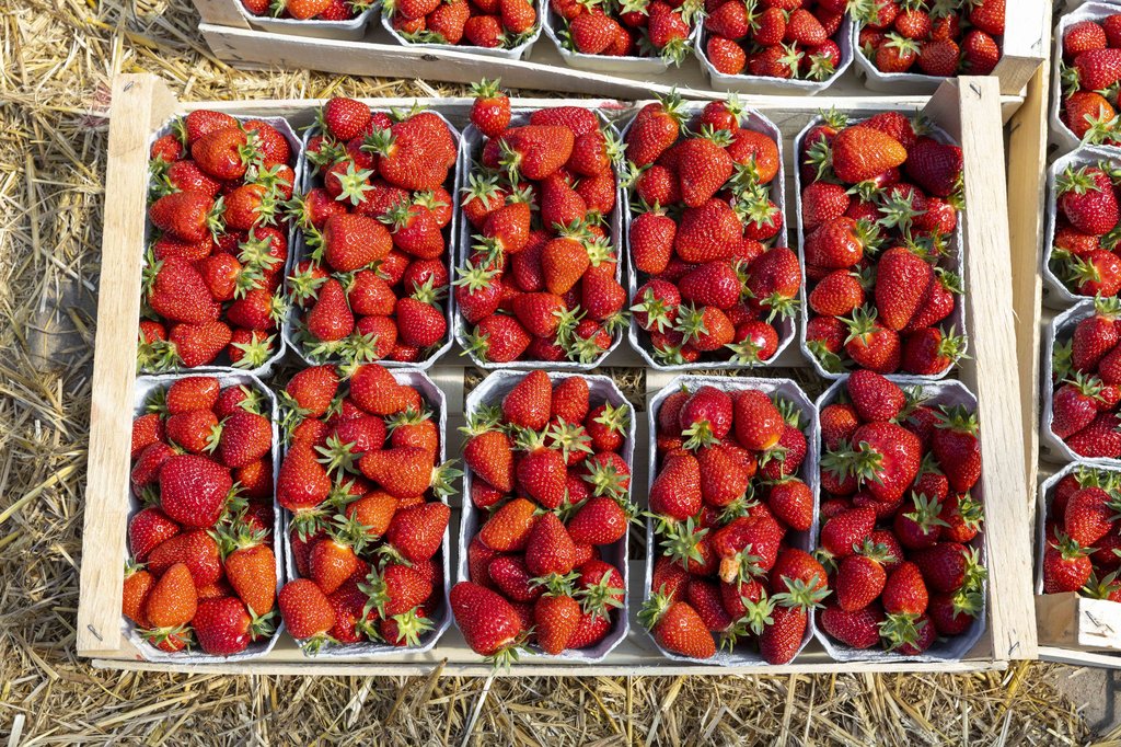 Image Erdbeeren_Feld_Ernte_VSSE_J_Roesner (95).JPG