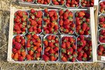 Erdbeeren Feld Ernte VSSE J Roesner (95) thumb
