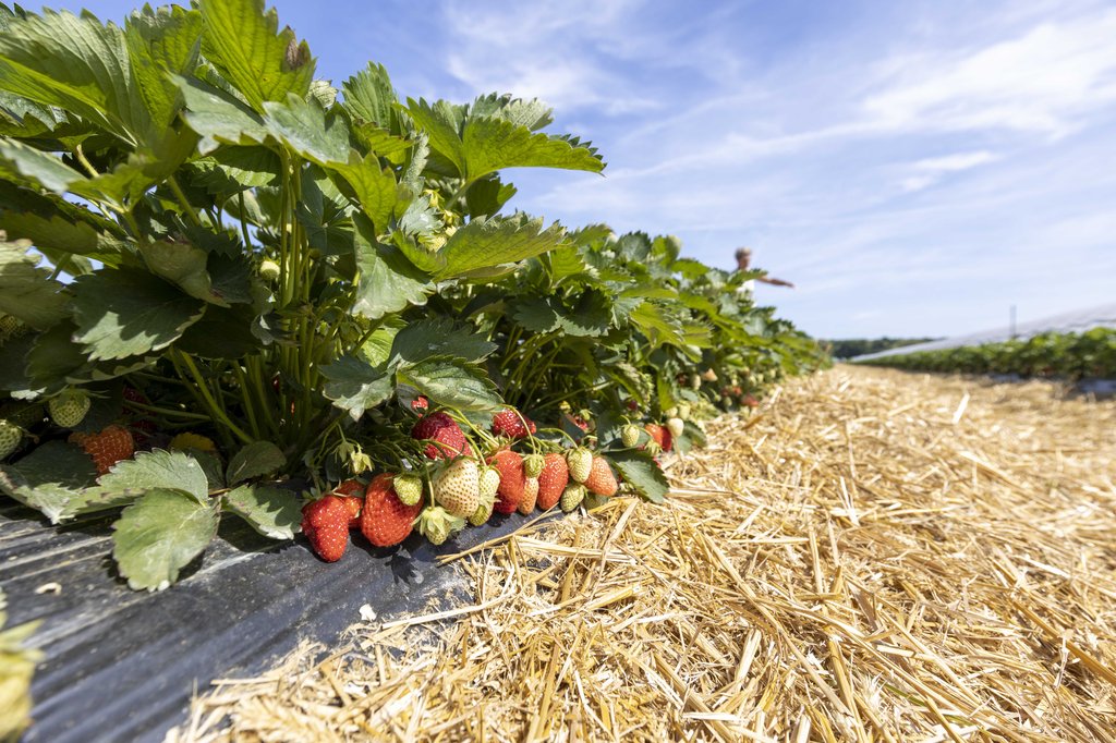 Image Erdbeeren_Feld_Ernte_VSSE_J_Roesner (96).JPG