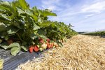 Erdbeeren Feld Ernte VSSE J Roesner (96) thumb