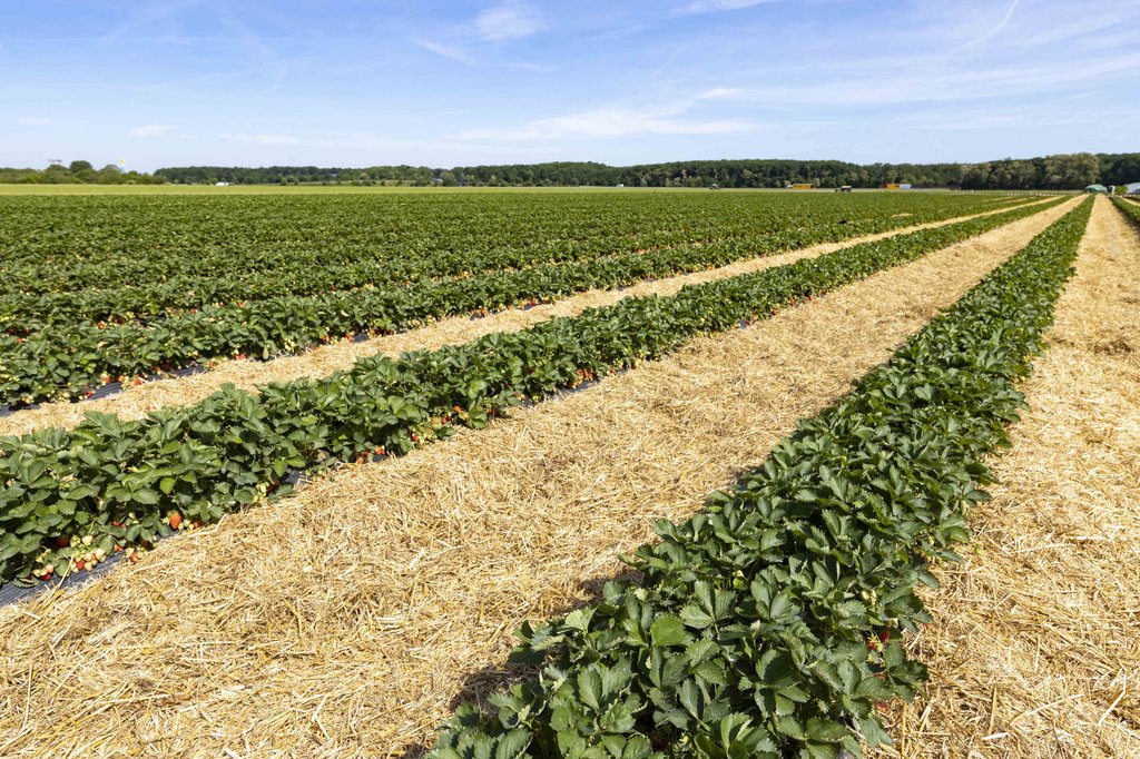 Image Erdbeeren_Feld_Ernte_VSSE_J_Roesner (97).JPG
