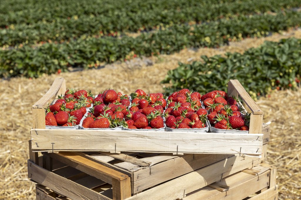 Image Erdbeeren_Feld_Ernte_VSSE_J_Roesner (98).JPG