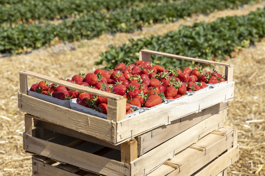 Image Erdbeeren_Feld_Ernte_VSSE_J_Roesner (99).JPG