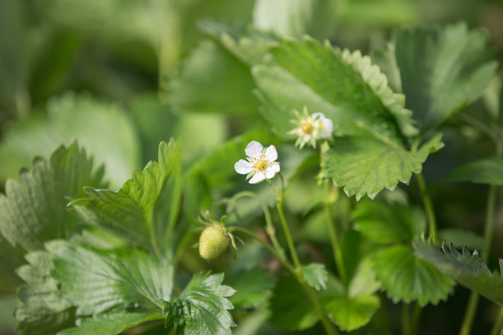 Image Erdbeerfeld_Ernte_VSSE_C_Goeckel (24).jpg