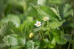Erdbeerfeld Ernte VSSE C Goeckel (24) thumb