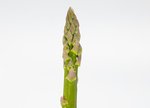 Grünspargel freigestellt VSSE J Roesner (122) thumb