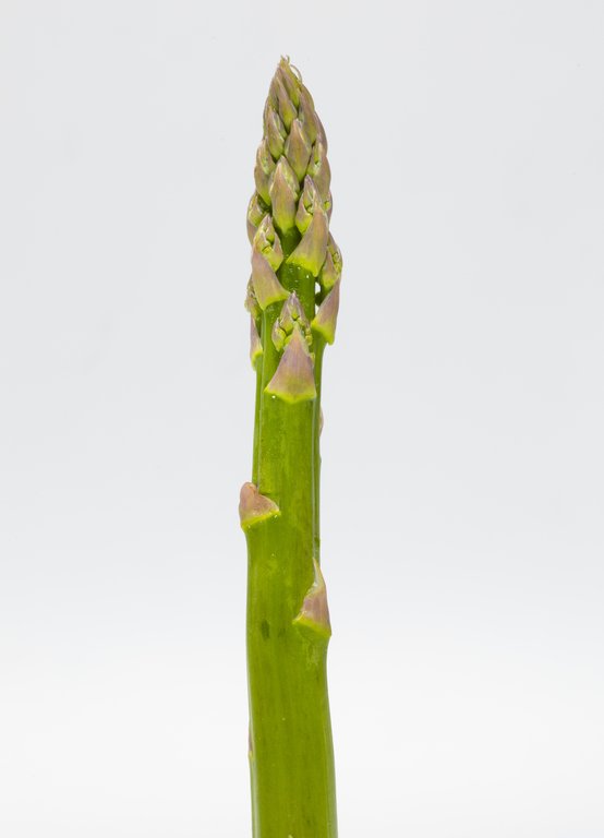 Image Grünspargel_freigestellt_VSSE_J_Roesner (123).JPG
