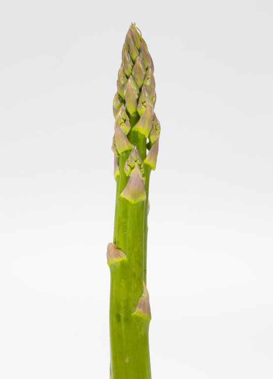 Image Grünspargel_freigestellt_VSSE_J_Roesner (124).JPG