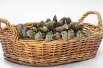 Grünspargel freigestellt VSSE J Roesner (125) thumb