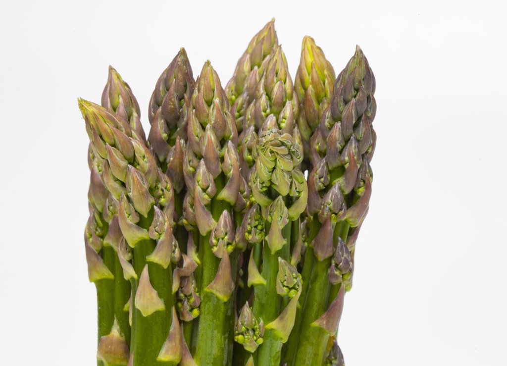 Image Grünspargel_freigestellt_VSSE_J_Roesner (17).JPG