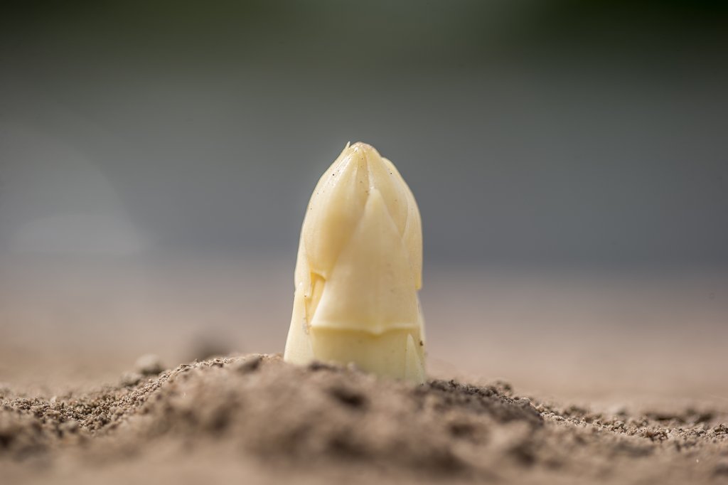 Image Spargelernte_vsse_goeckel1.jpg