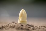 Spargelernte vsse goeckel1 thumb