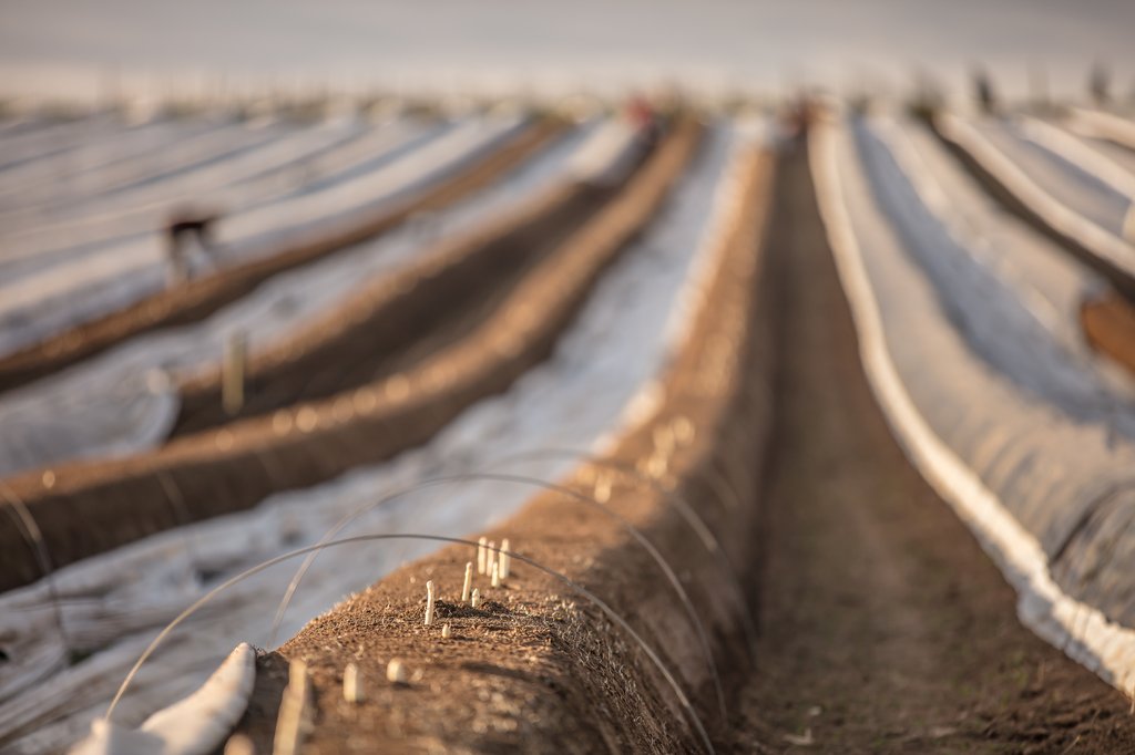 Image spargel_feld_vsse_goeckel.jpg